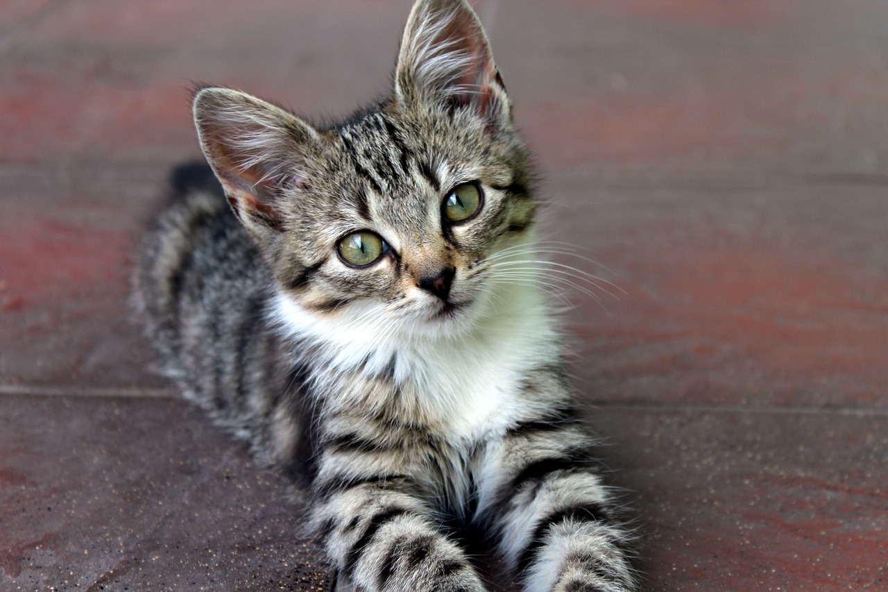 Chat De Gouttiere Qui Est Il